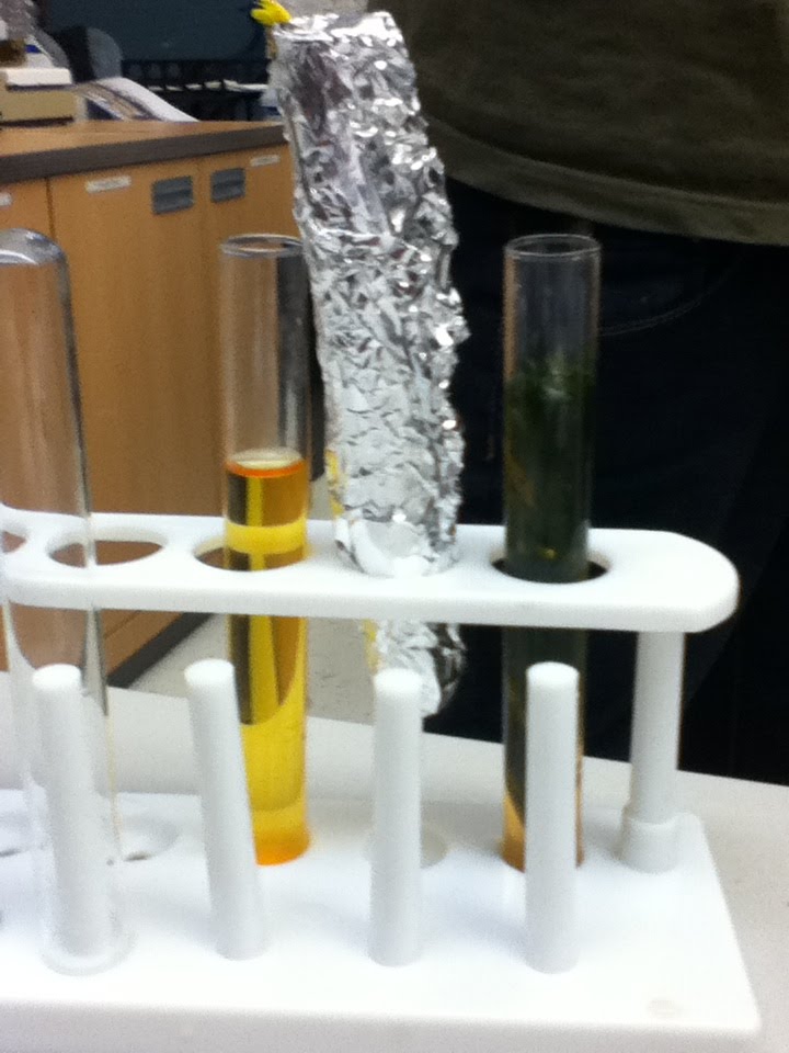 Environmental Science Carbon Fixation In Elodea Lab