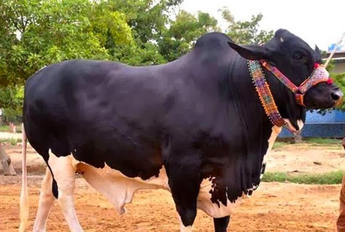 Free Download HD Wallpapers: Bakra Eid Cow Qurbani HD Wallpapers