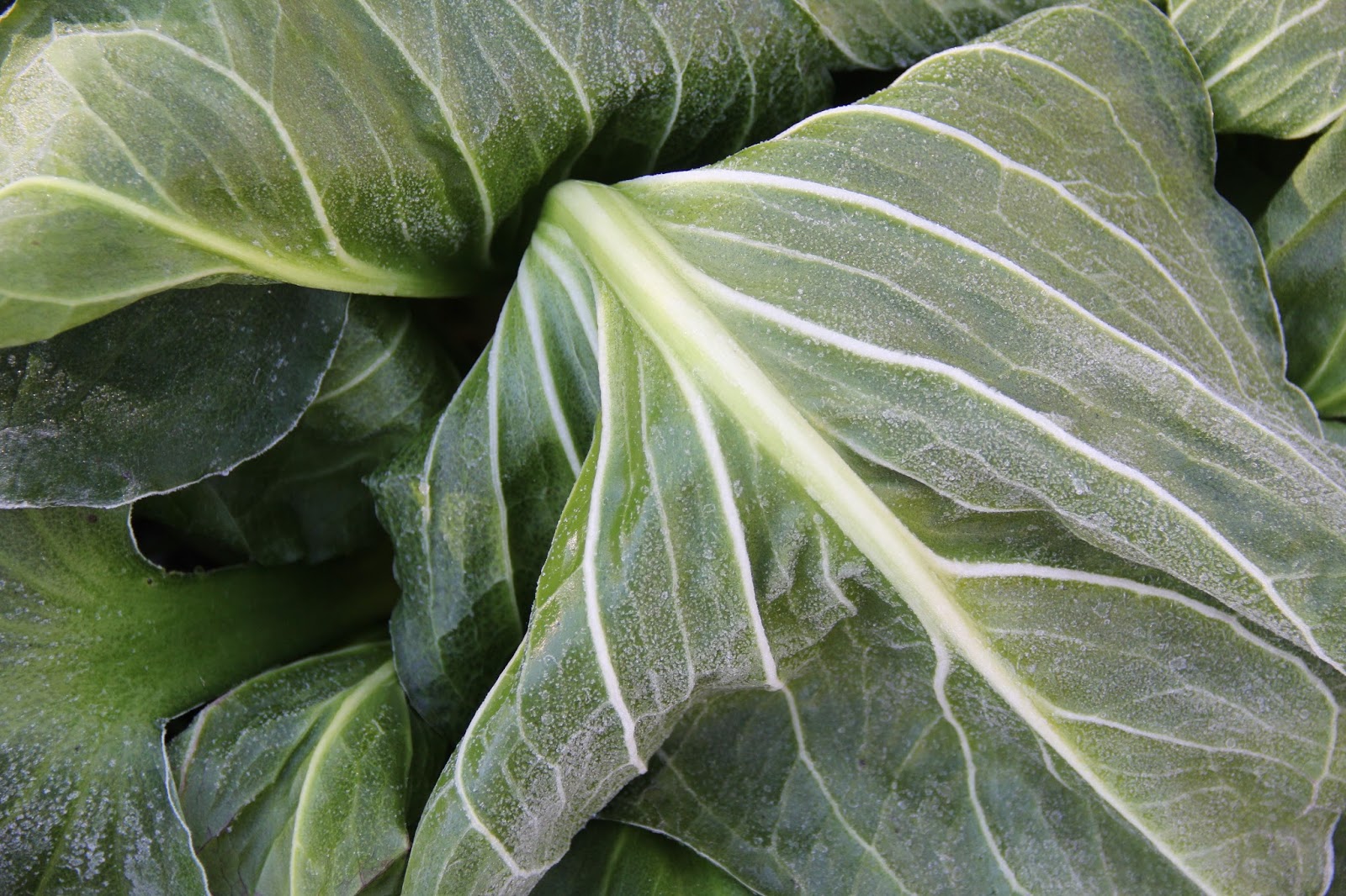 Isabella Conservation District Environmental Education