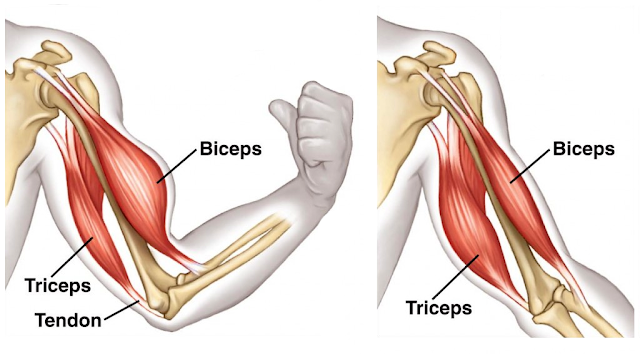Muscles Muscles