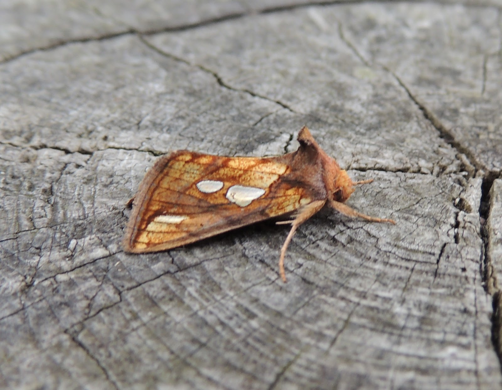 Plovers Blog Portland Moth