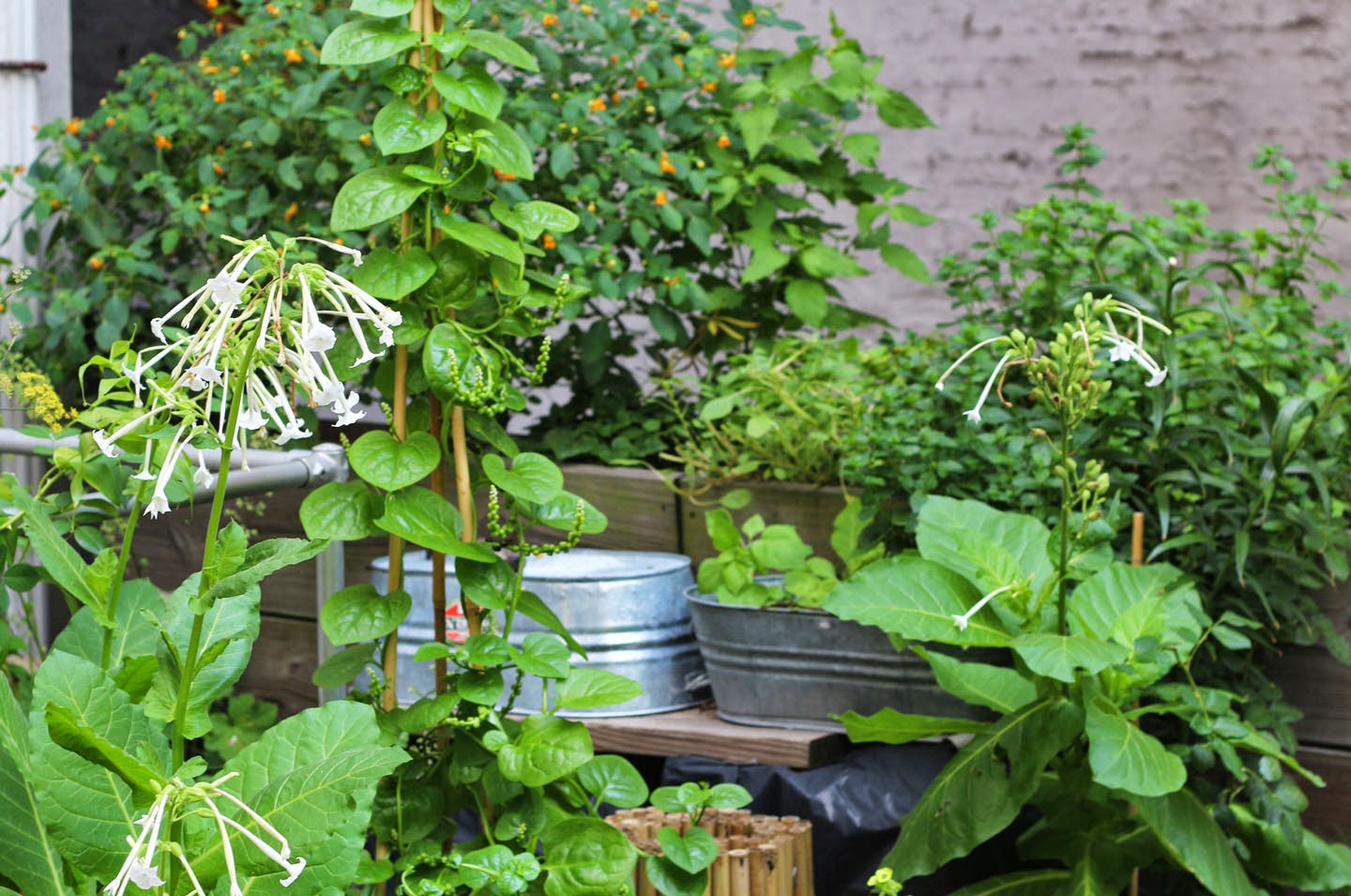 16+ Magnificent Vining Vegetables Inspiratif Design