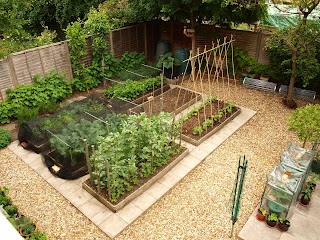 neat veg garden with raised beds