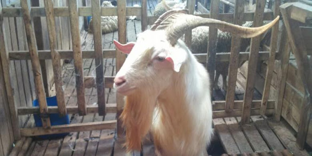 Kambing Premium, Fenomena Unik Idul Adha 2016 Kambing Premium, Fenomena Unik Idul Adha 2016