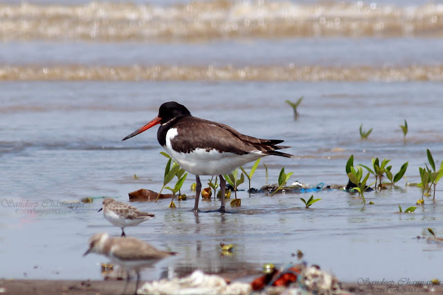 Eurasian Oystercatcher, also are the Little Stint and Kentish Plover Eurasian Oystercatcher, also are the Little Stint and Kentish Plover