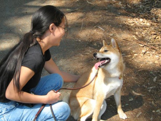 Desensitization in Dog Training
