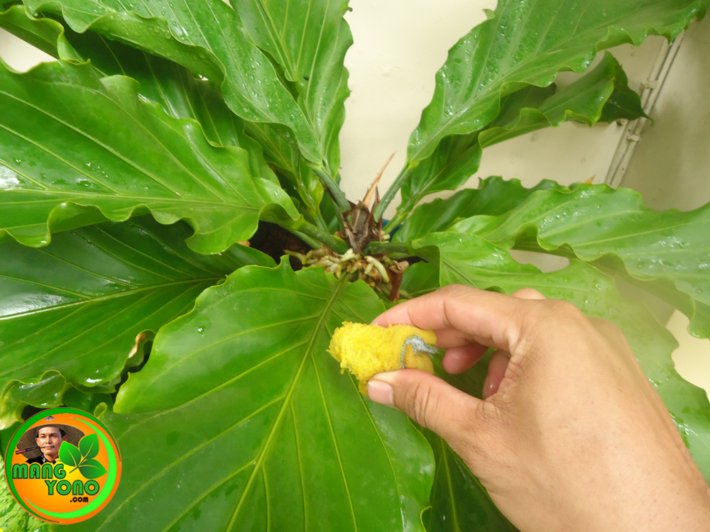 Cara Menanam Dan Merawat Tanaman Hias Gelombang Cinta Anthurium