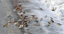 snow birds horned buntings flock winter larks foraging