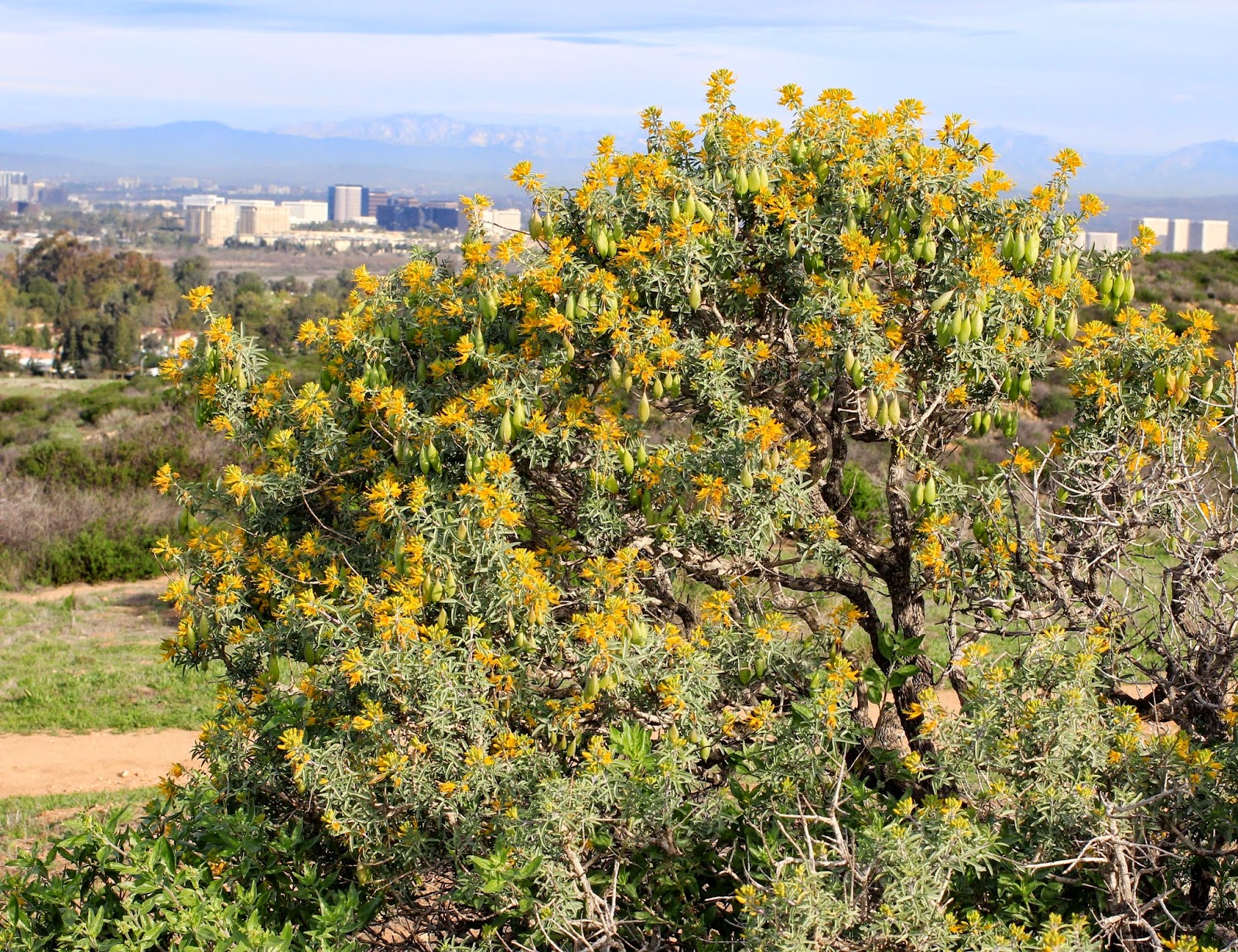 CA Native Garden: Wild UCI