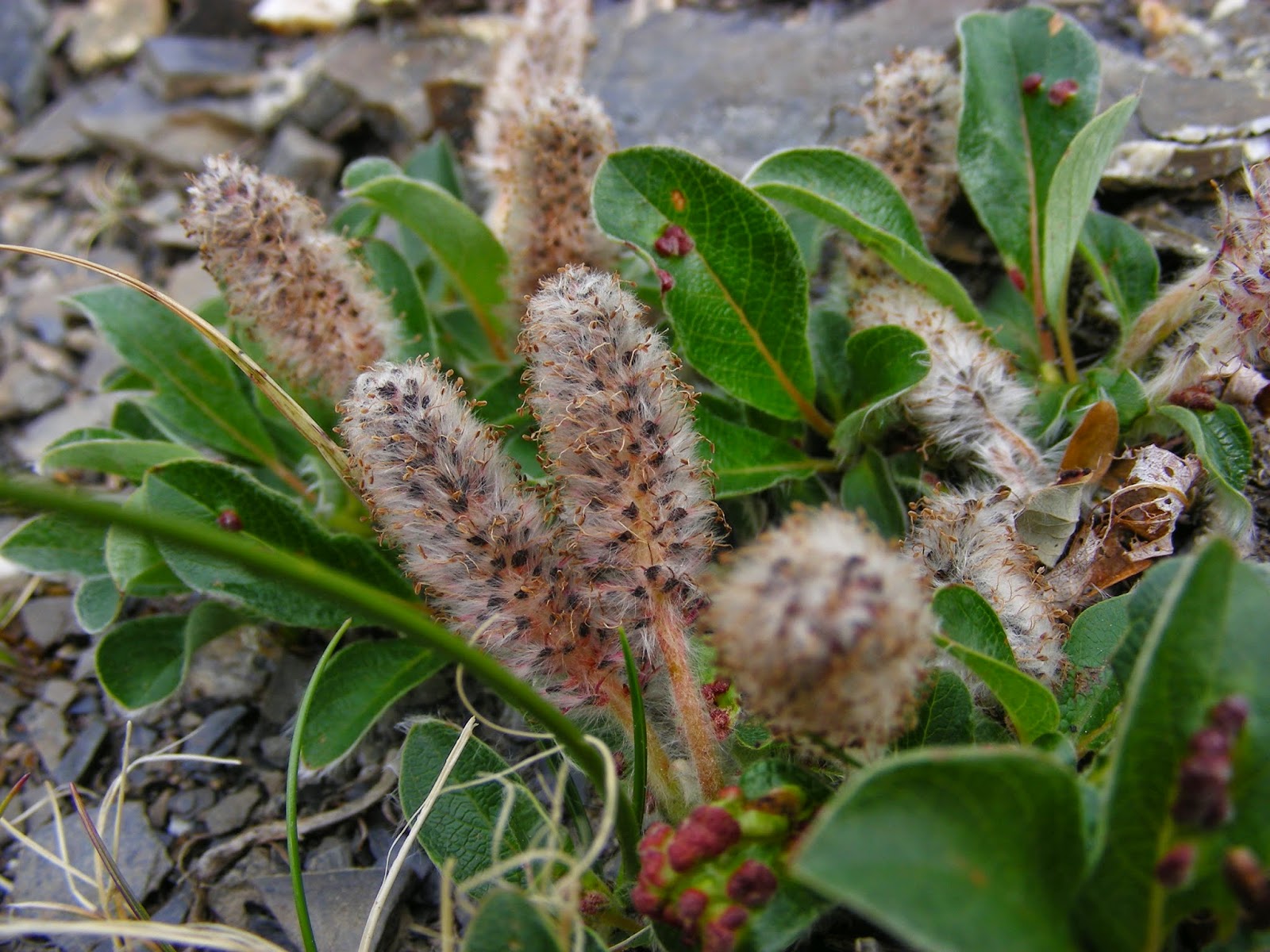 Trees Salix arctica Arctic Willow