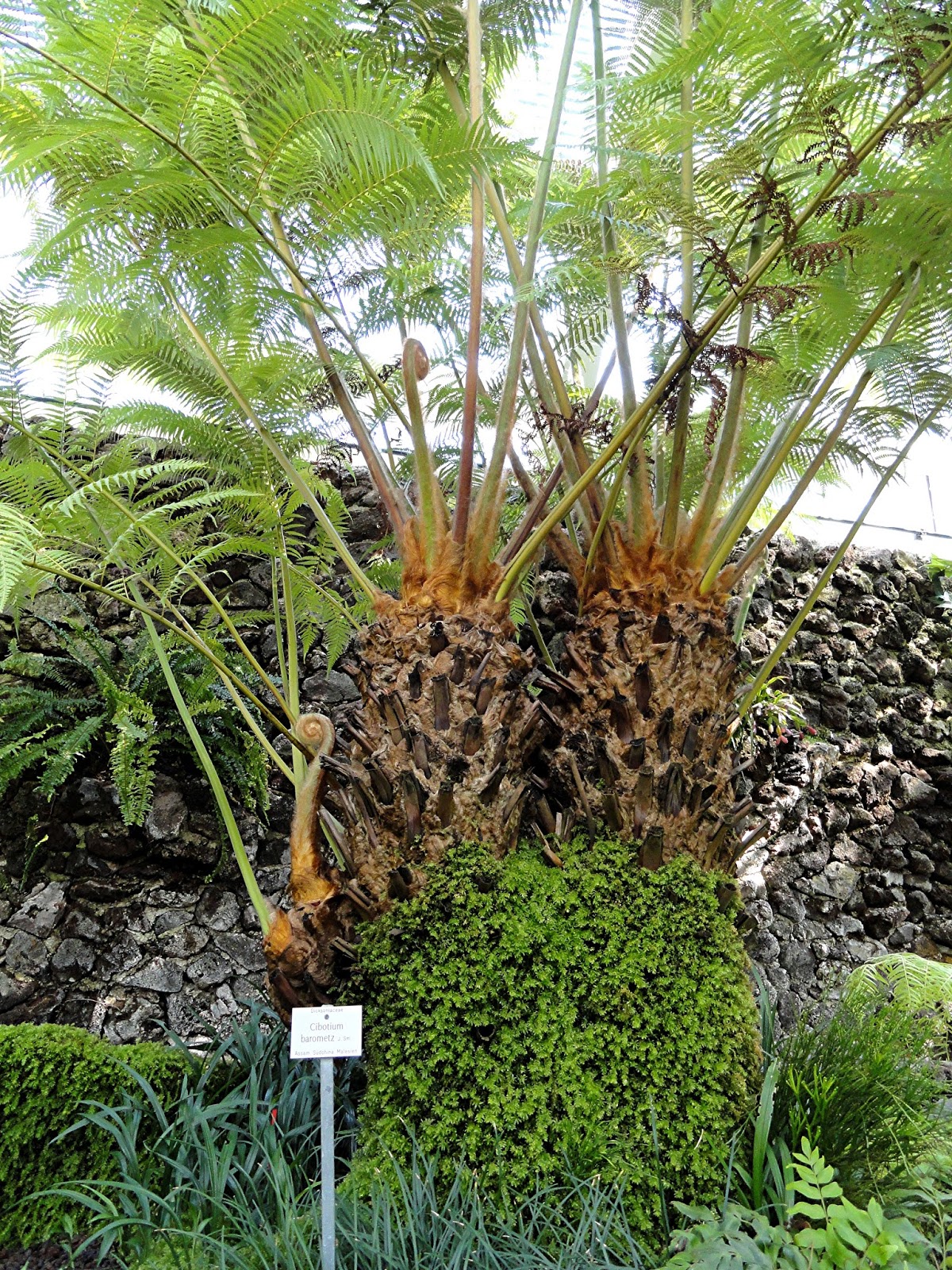 ShukerNature THE VEGETABLE LAMB OF TARTARY HALF PLANT