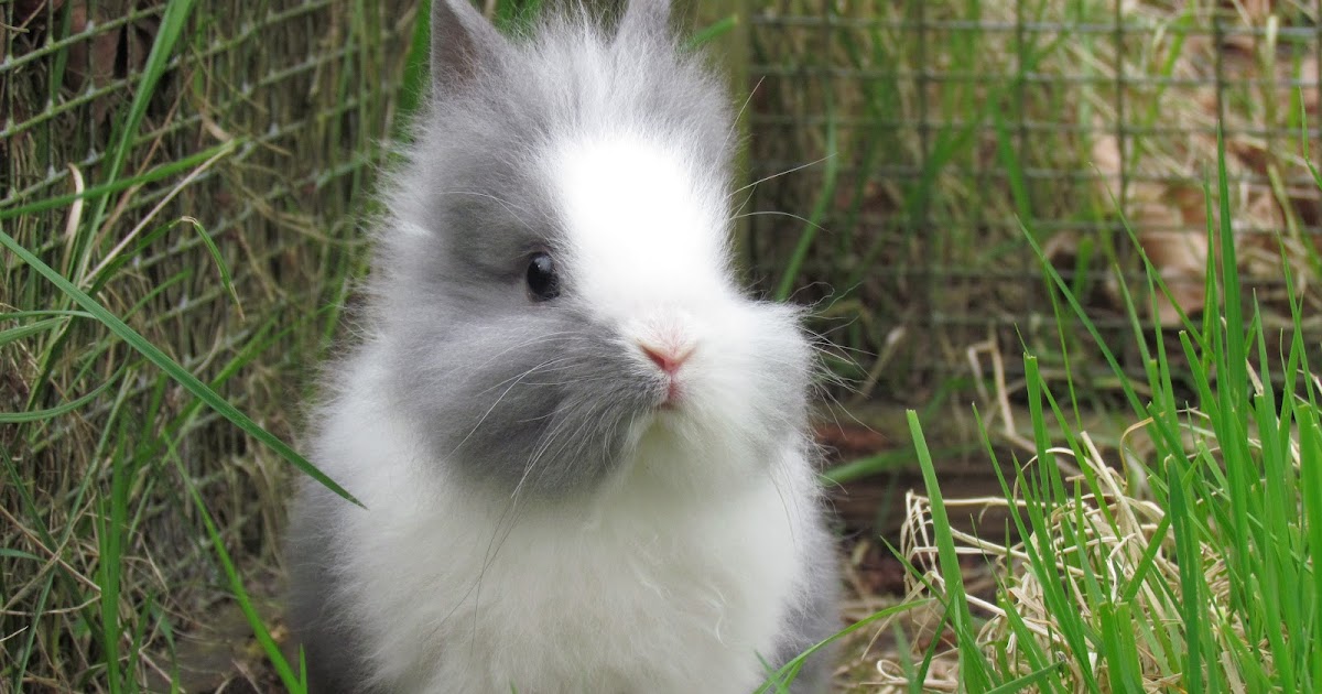 Hobbydyrenes blog Løvehoved kaniner