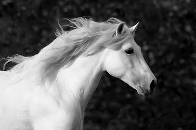 White Horse Wallpapers Gratis Gambar Background Wallpaper