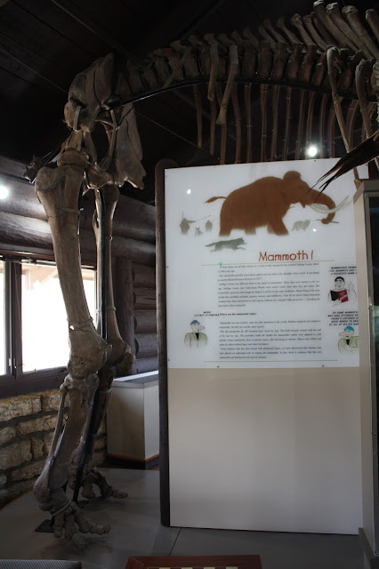 Woolly Mammoth Skeleton -- a hidden treasure at Fullersburg Woods in Oak Brook, Illinois