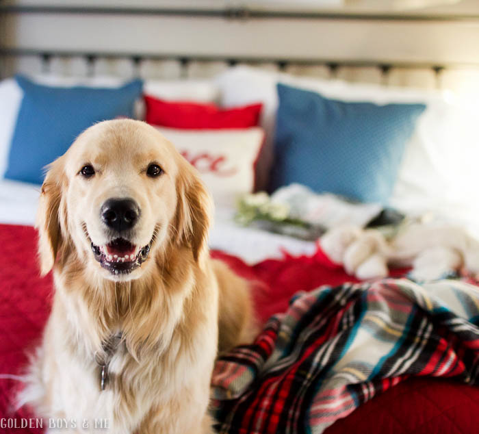 Golden retriever in master bedroom with Christmas decor