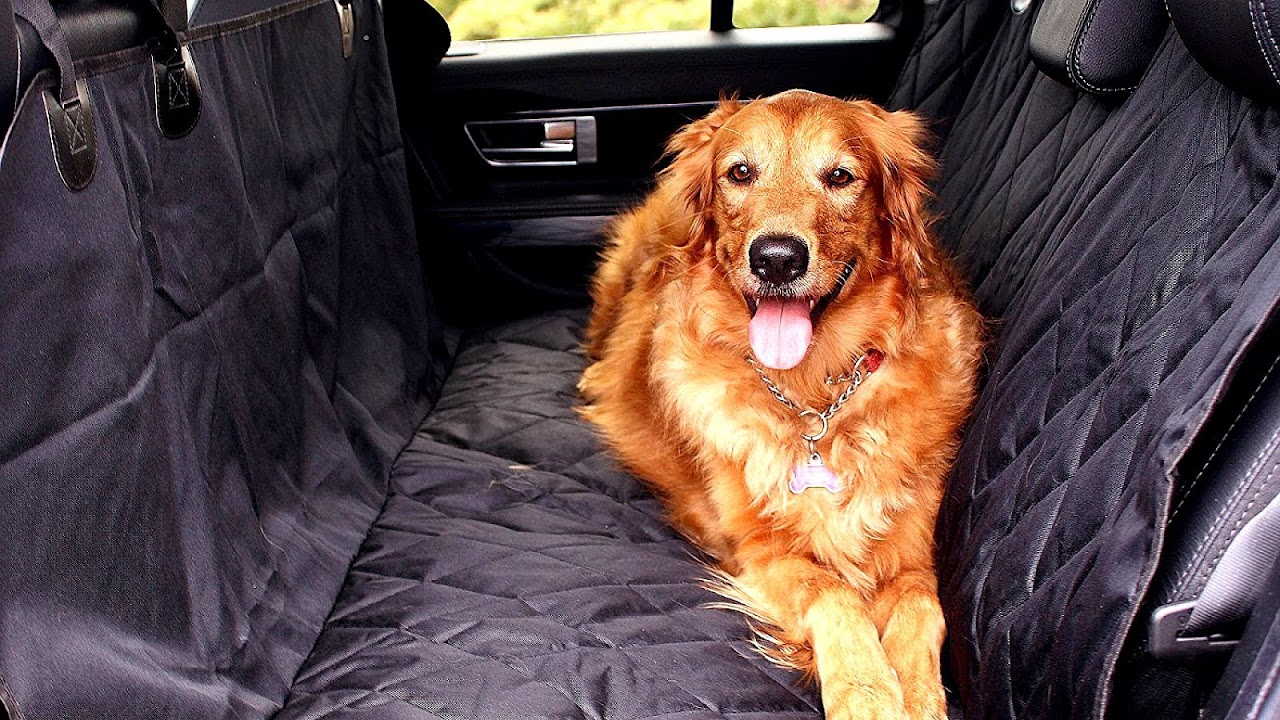 Best Suv For Dogs Dog Choices