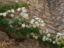Les roses blanches du rosier Kiftgate