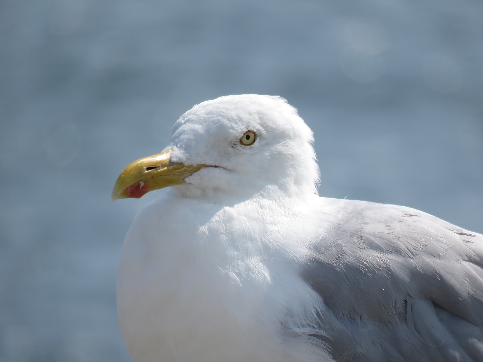 Bird & Travel Photos, Birding Sites, Bird Information BREEDING HERRING