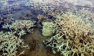 coral bleaching, Western Australia, coral bleaching Kimberley