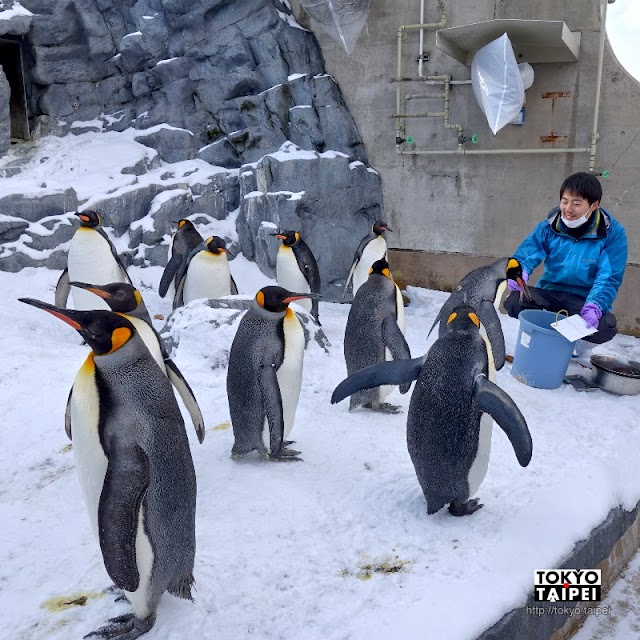 【旭山動物園】奇蹟的動物園　看企鵝飛上天和雪地散步