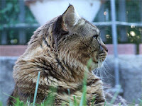 Maine Coon Characteristics Maine Coon Characteristics