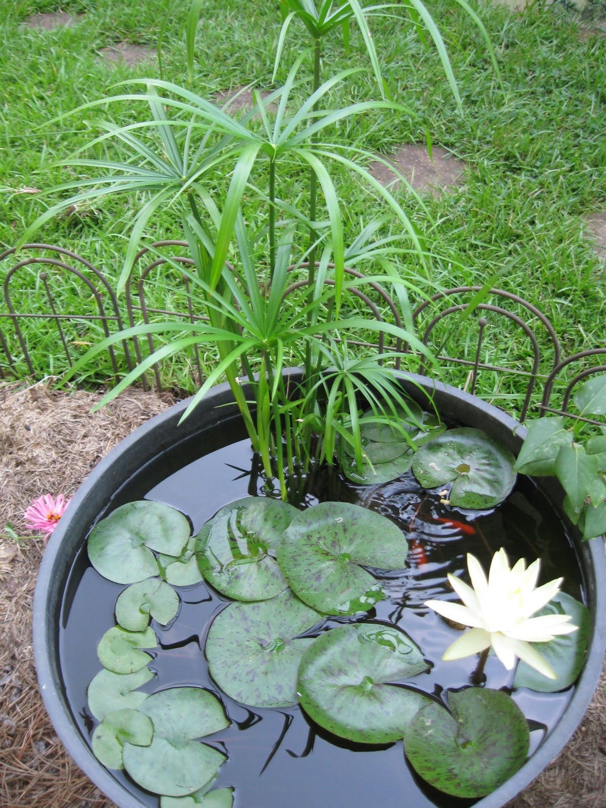 My Alabama Backyard: Mini water garden