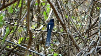 4 Cara Ampuh Dan Akuart Proses Perawatan Burung Bakalan Muda Hutan Supaya Tetap Hidup 4 Cara Ampuh Dan Akuart Proses Perawatan Burung Bakalan Muda Hutan Supaya Tetap Hidup