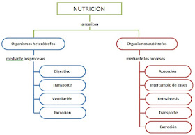 DIBUJOS IMAGENES BIOLOGIA SISTEMA APARATO: ESQUEMA DE LA NUTRICION
