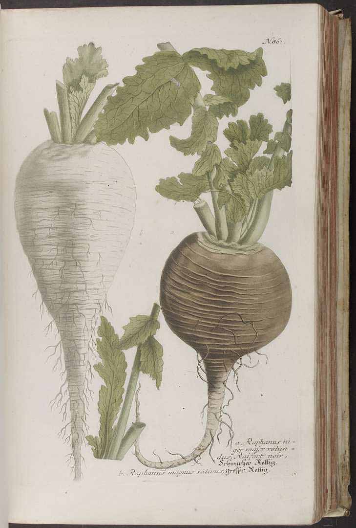 Le raifort - Tout sur le raifort (Raphanus rusticanus), histoire