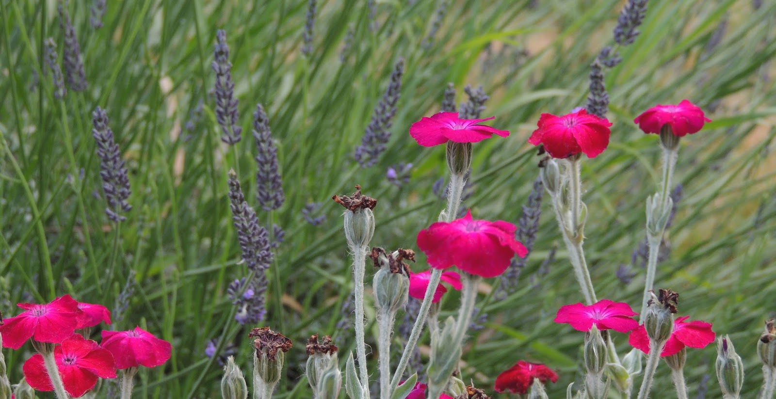 The Dusty Lane Rose Campion from Grandma's Garden