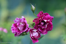 rose burgundy ice