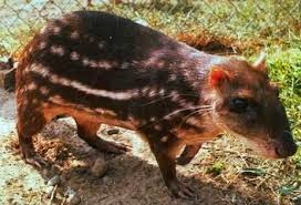 10 Food and Drink Must Do's in Placencia 26 Remaxvipbelize: Queen's Rat