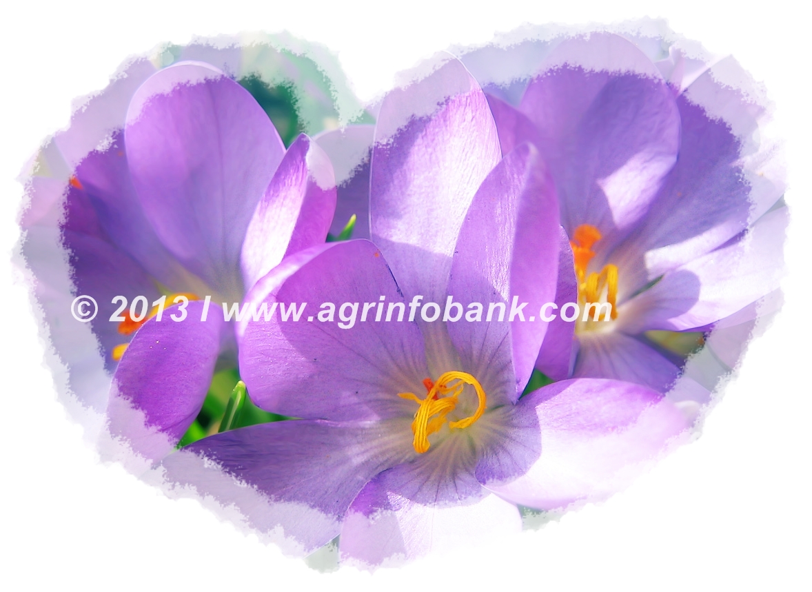 What Flowers Can I Plant in March? Agriculture Information Bank