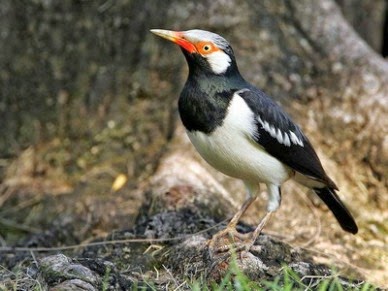 Cara Merawat Burung Jalak Suren Agar Cepat Gacor Cara Merawat Burung Jalak Suren Agar Cepat Gacor