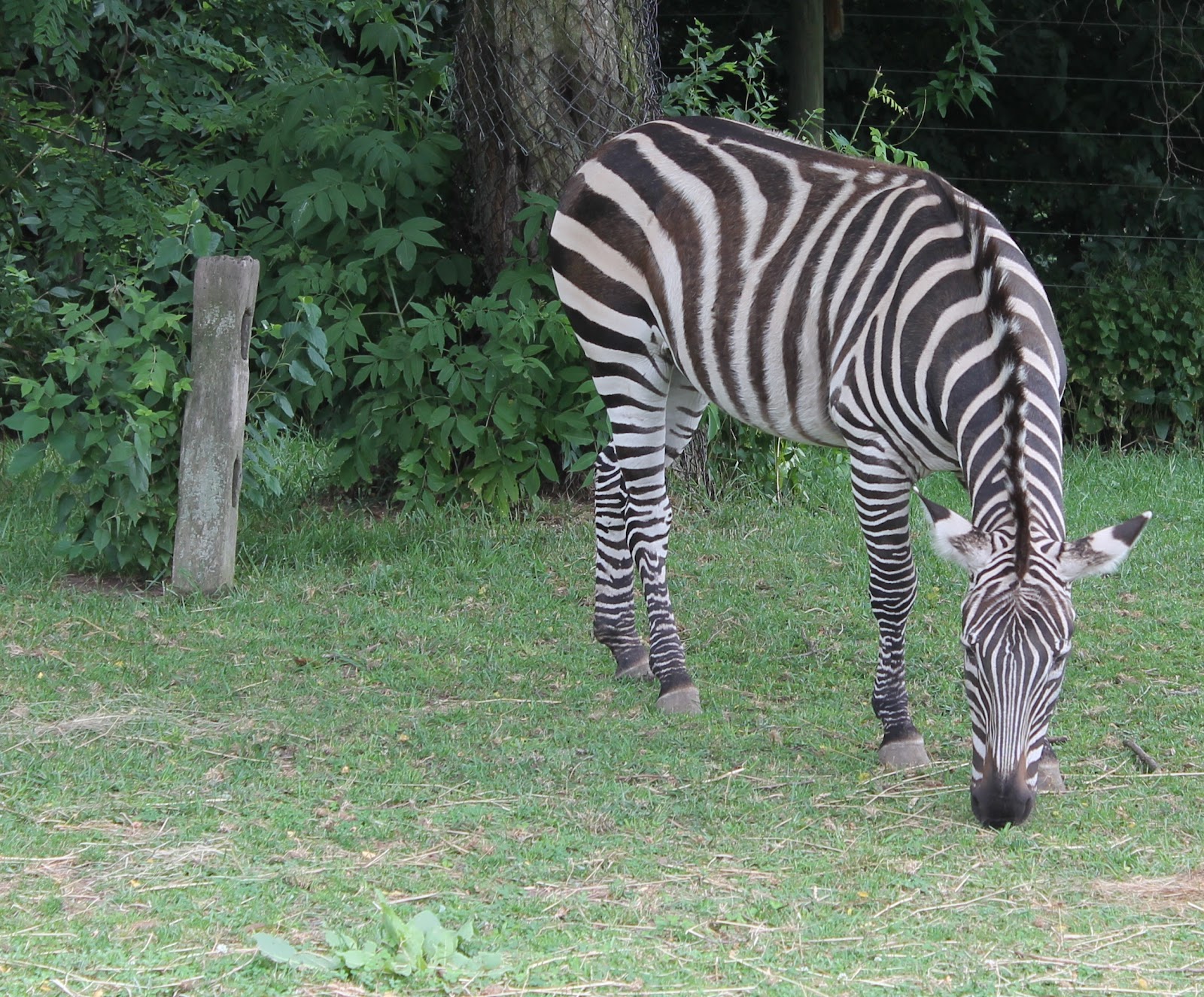 Hoorahoopti Away Scovill ZooDecatur, IL