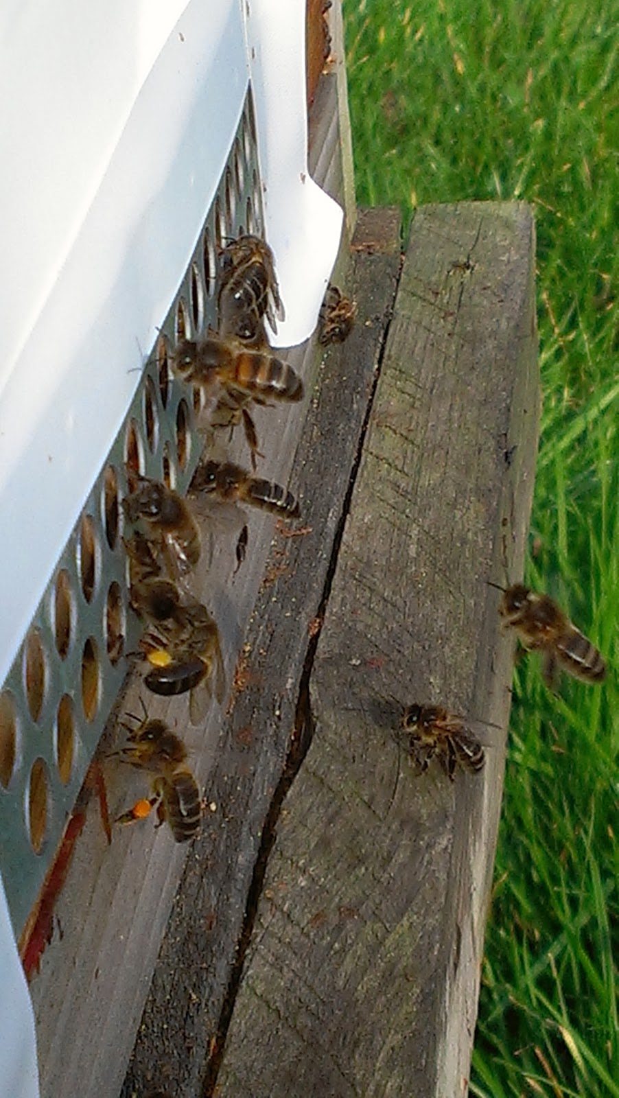 bees bringing in pollen in February