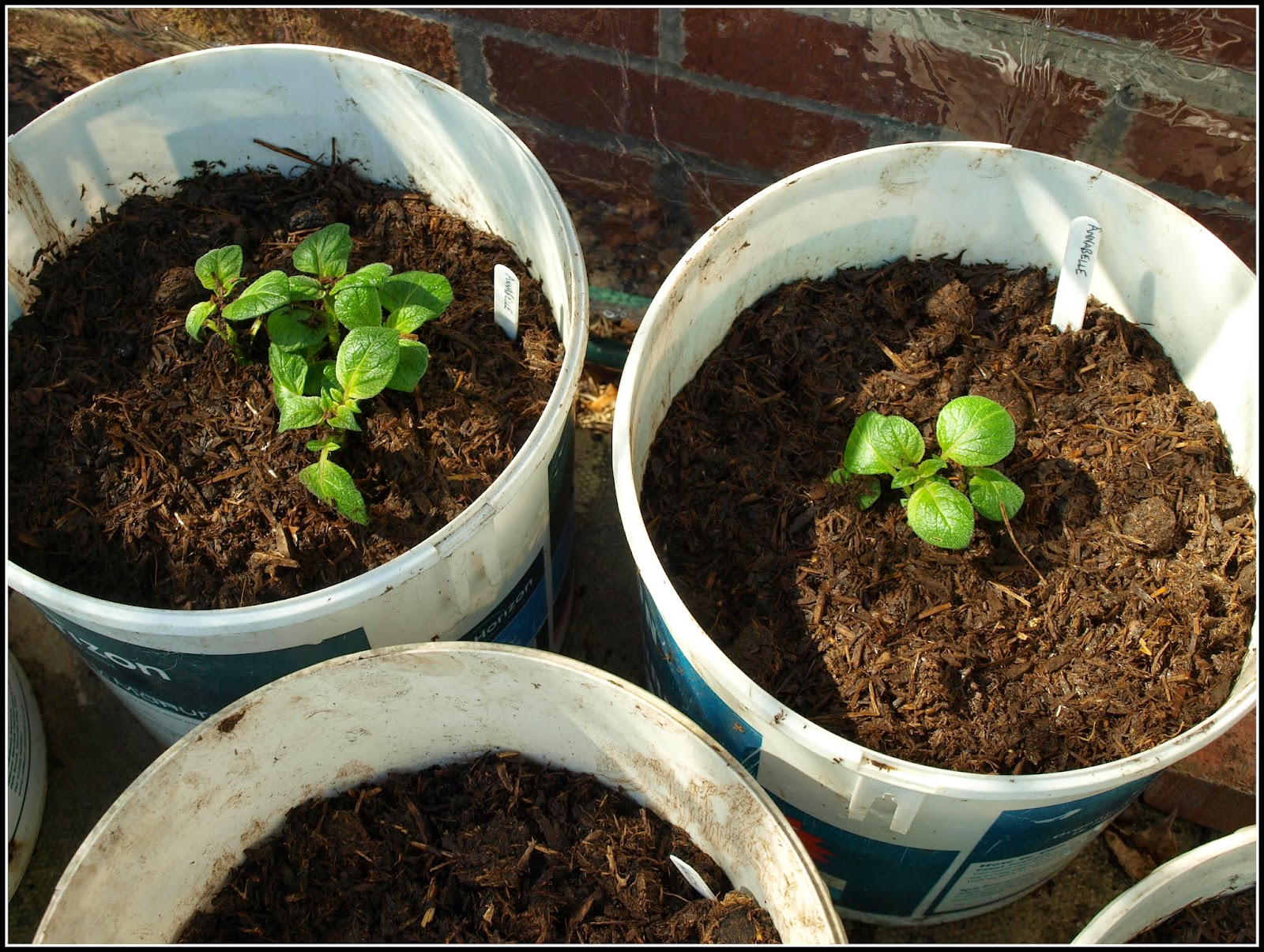 Mark's Veg Plot Earthingup potatoes