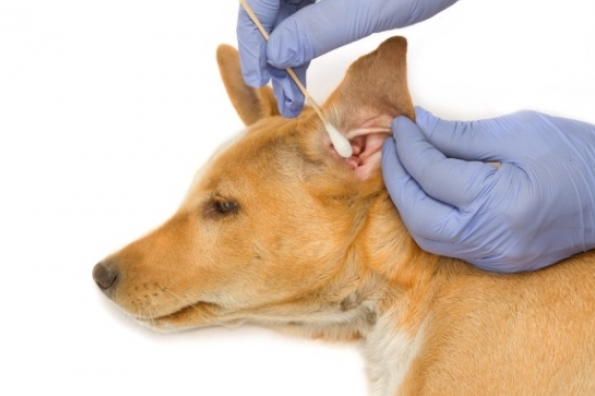 Dog Ear Yeast Infection Home Remedy Dog Ear Yeast Infection Home Remedy
