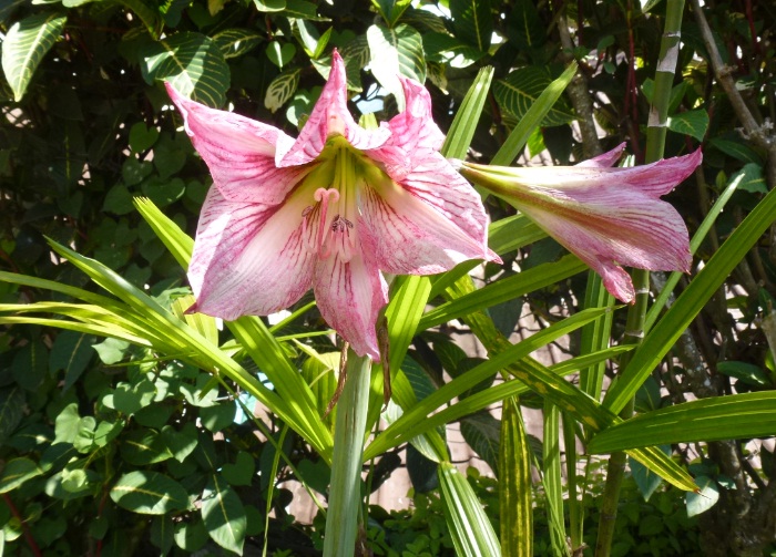 Greenfingers: Bunga Cantik dari Seberang