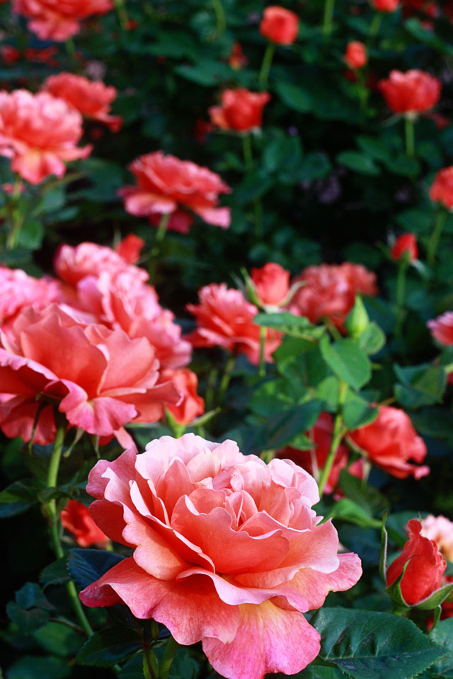 evening of roses aunt peaches