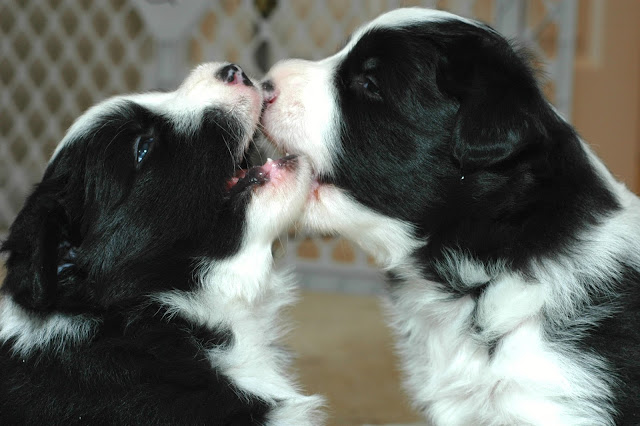 Puppies chew on their littermates