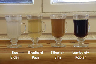 Sap in cups Sap in cups