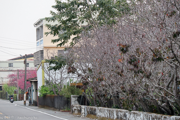 新社興社街櫻花、區公所櫻木花道、喬木咖啡大南坡櫻花2/20花況 新社興社街櫻花、區公所櫻木花道、喬木咖啡大南坡櫻花2/20花況