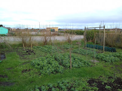 St Ives Cornwall Allotment - January