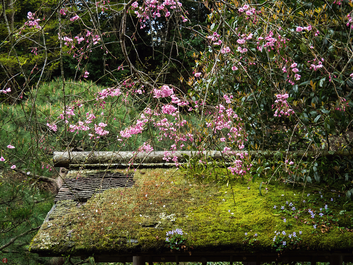 Plants Of The Year The Impatient Gardener