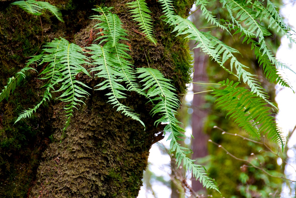 Fat of the Land Licorice Fern Beurre Blanc