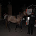Policías municipales rescatan caballo abandonado y amarrado