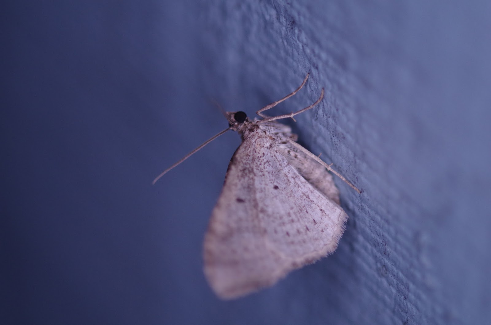 The Bugs in the Backyard Insects