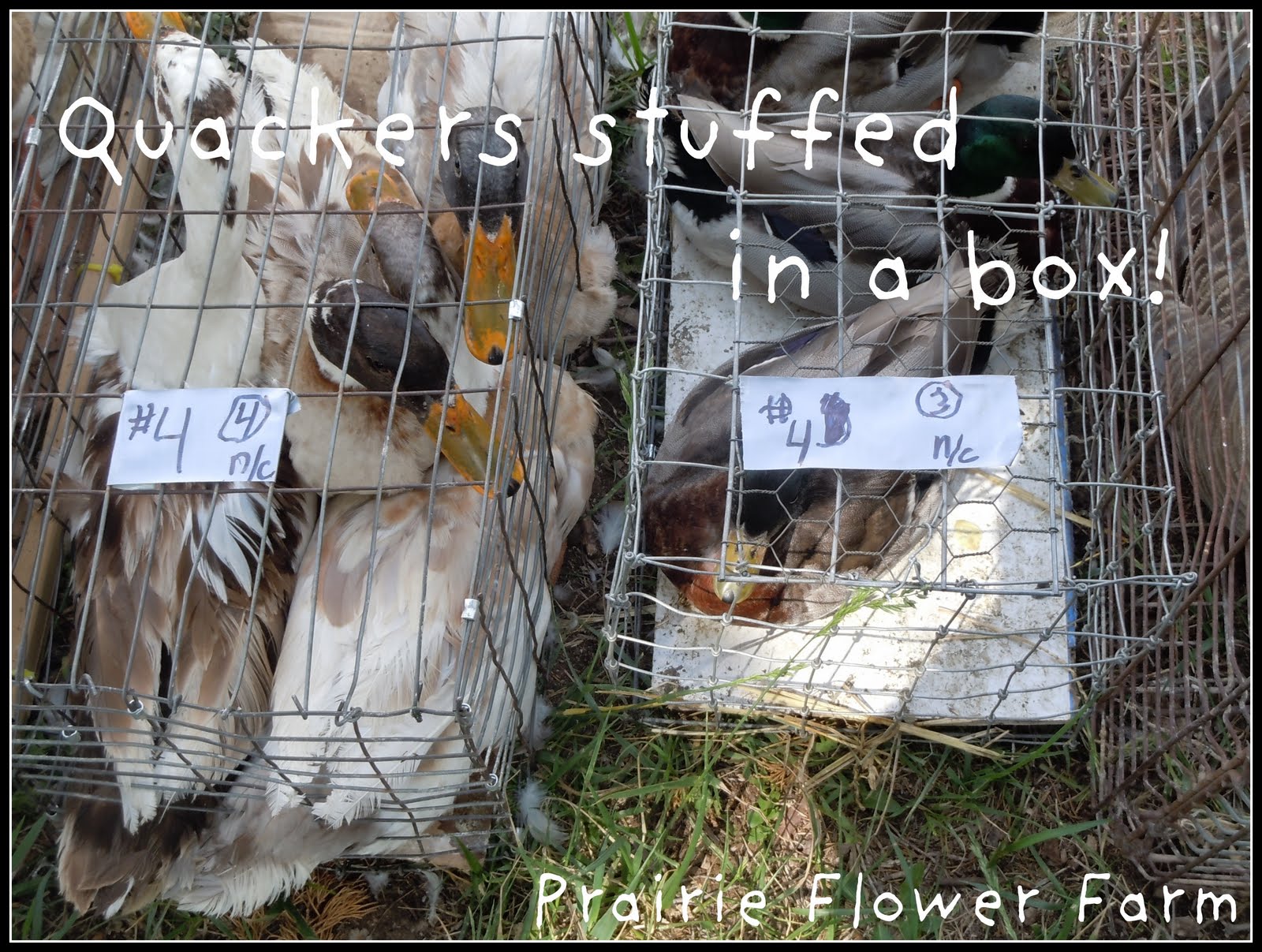 Prairie Flower Farm If you would have gone to the Amish Yoder Chicken