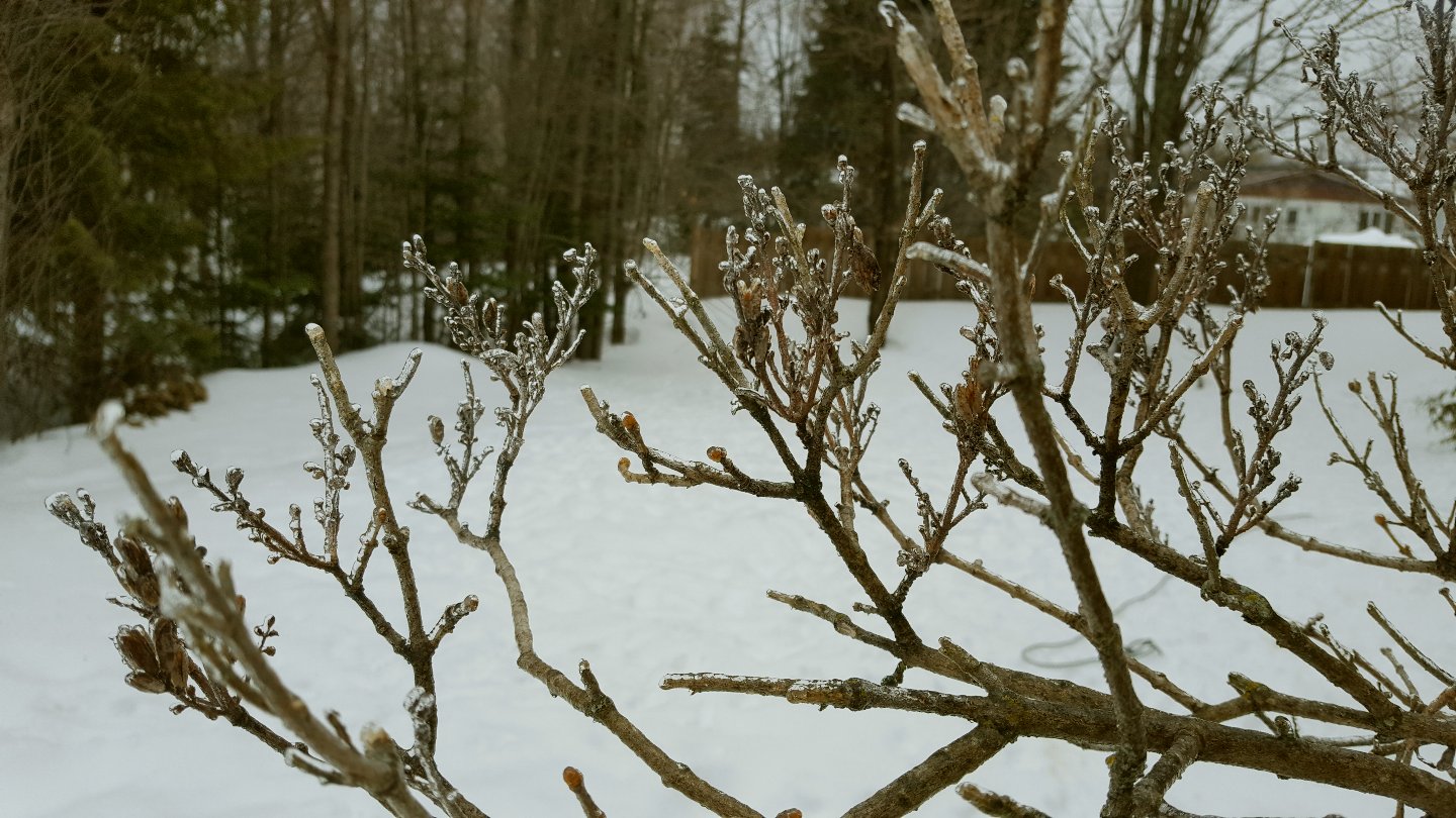 Snow On First Day Of Spring Makes Me >> Rain S Garden We Have Basil Crunchwraps And An Ice Storm Snow On First Day Of Spring Makes Me >> Rain S Garden We Have Basil Crunchwraps And An Ice Storm